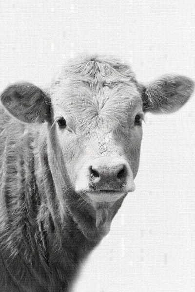 Cow II by Amelie Vintage Co canvas print