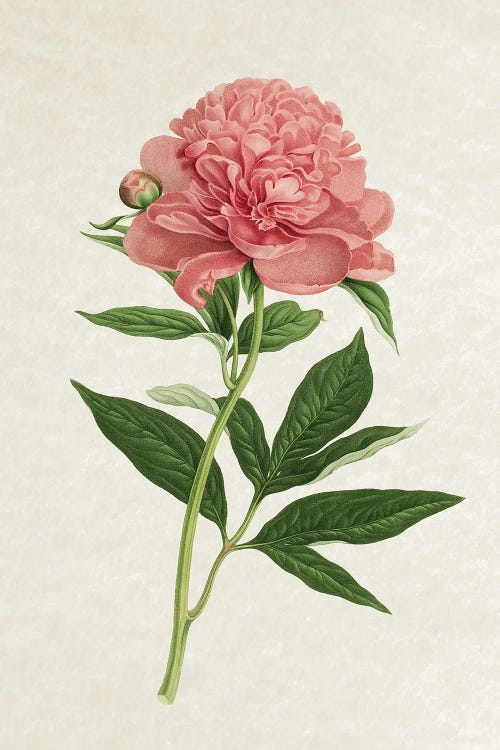 Vintage Rose