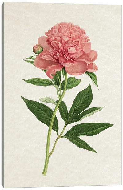 Vintage Rose Canvas Art Print - Granny Chic