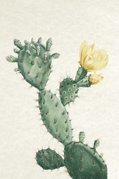 Vintage Cactus I by Amelie Vintage Co framed canvas print