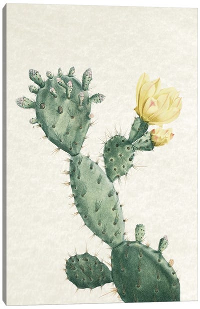 Vintage Cactus I Canvas Art Print - Amelie Vintage Co