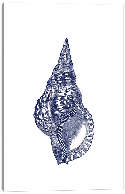 Blue Shell I Canvas Art Print - Botanical Illustrations