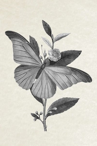 Granny Chic: Butterfly by Amelie Vintage Co