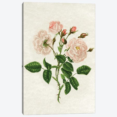 Wild Rose Canvas Print #AVN39} by Amelie Vintage Co Art Print