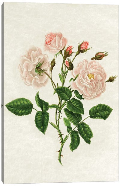 Wild Rose Canvas Art Print - Amelie Vintage Co