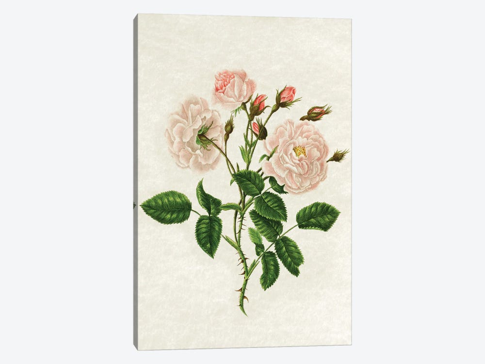 Wild Rose by Amelie Vintage Co 1-piece Art Print