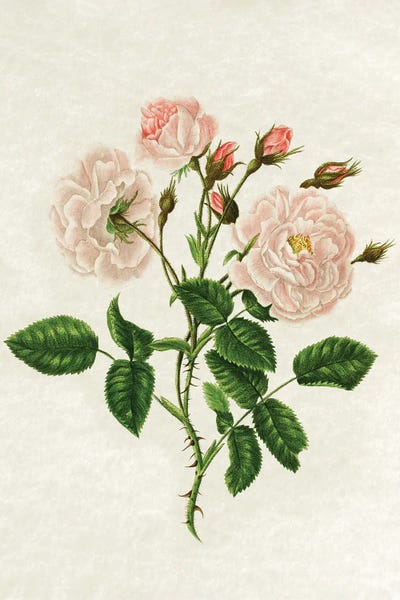 Amelie Vintage Co: Wild Rose by Amelie Vintage Co