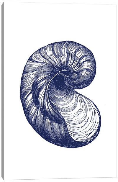 Blue Shell II Canvas Art Print - Botanical Illustrations