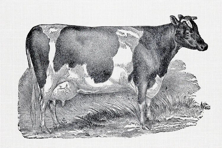 Dairy Cow