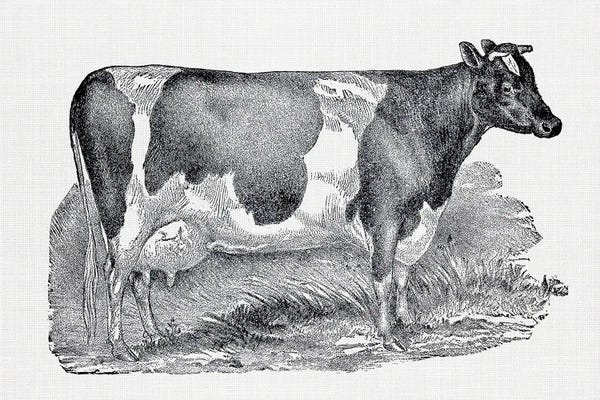 Animal Illustrations: Dairy Cow by Amelie Vintage Co