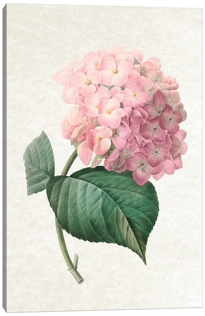 Hydrangea Canvas Art Print - Botanical Illustrations