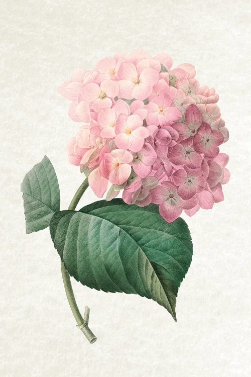 Hydrangea