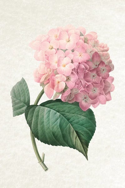 Vintage Botanical Illustrations: Hydrangea by Amelie Vintage Co