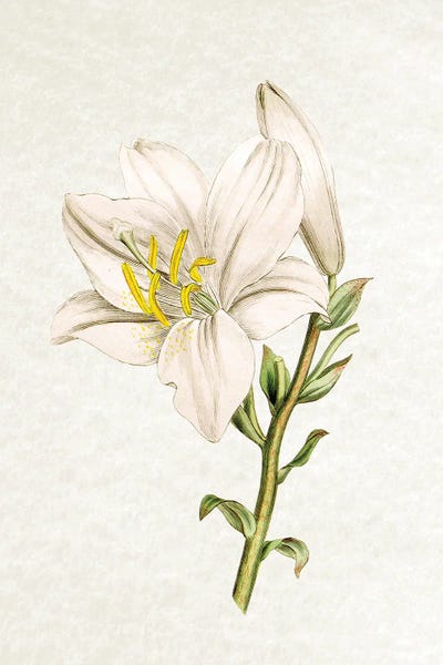 Lily by Amelie Vintage Co art print