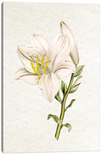 Lily Canvas Art Print - Botanical Illustrations