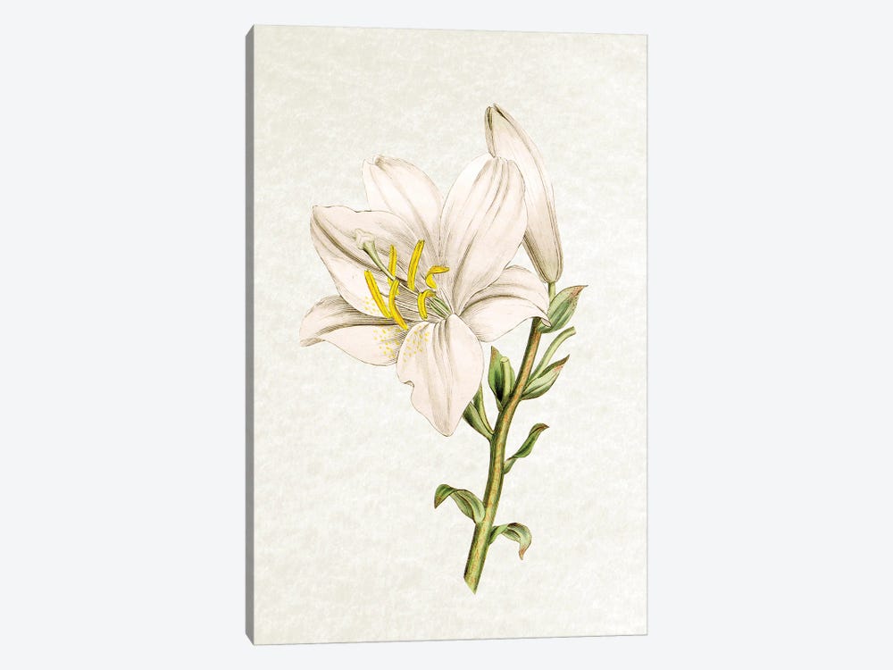 Lily by Amelie Vintage Co 1-piece Canvas Wall Art