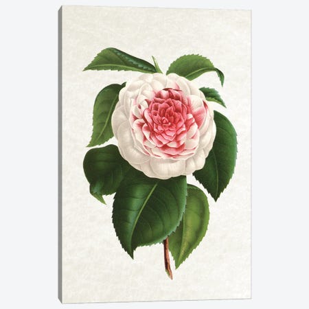 Camellia Canvas Print #AVN48} by Amelie Vintage Co Canvas Art