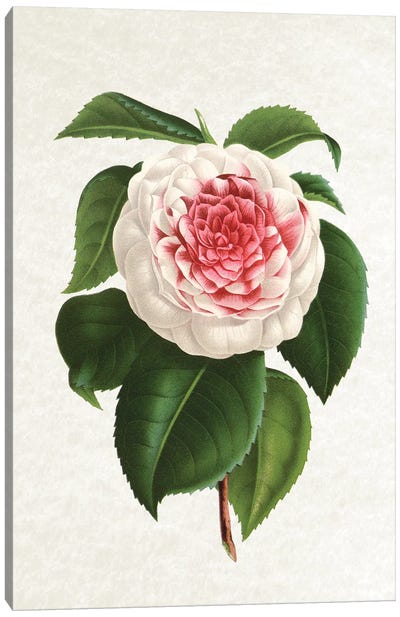 Camellia Canvas Art Print - Botanical Illustrations