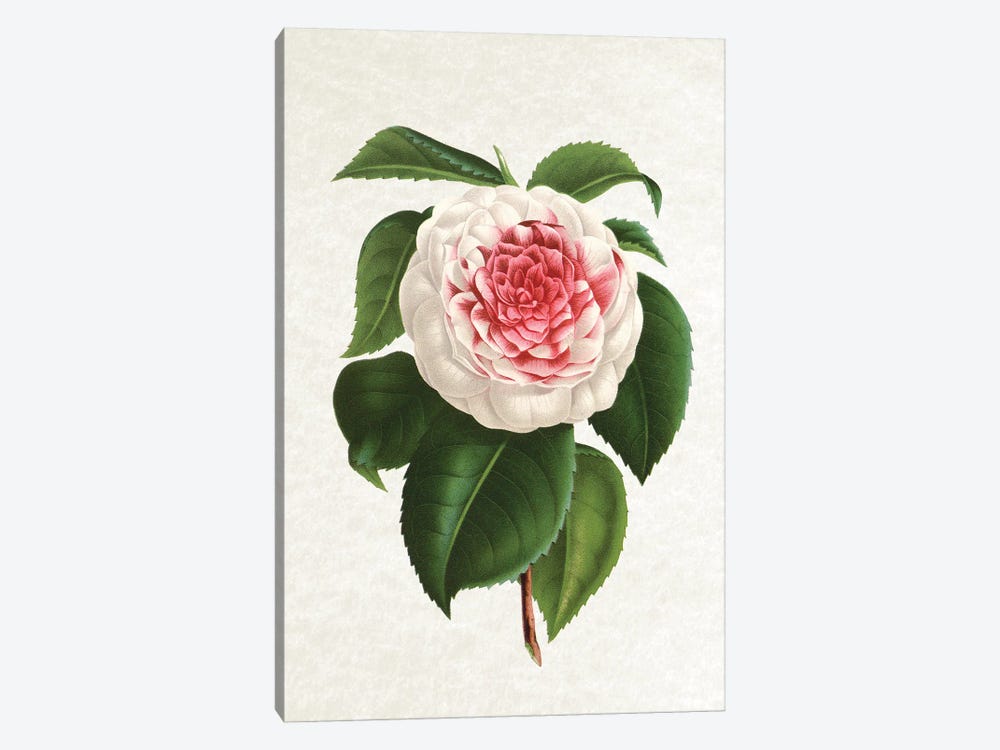 Camellia by Amelie Vintage Co 1-piece Art Print