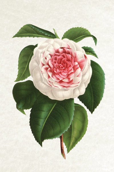 Botanical Illustrations: Camellia by Amelie Vintage Co