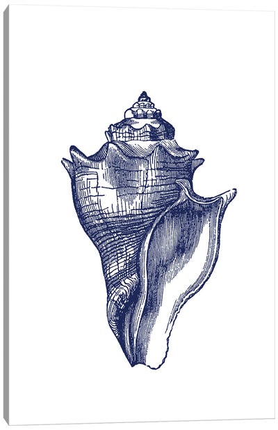Blue Shell III Canvas Art Print - Botanical Illustrations