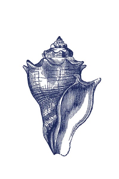 Botanical Illustrations: Blue Shell III by Amelie Vintage Co