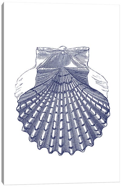 Blue Shell IV Canvas Art Print - Botanical Illustrations