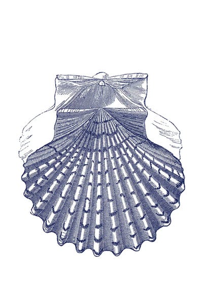 Botanical Illustrations: Blue Shell IV by Amelie Vintage Co