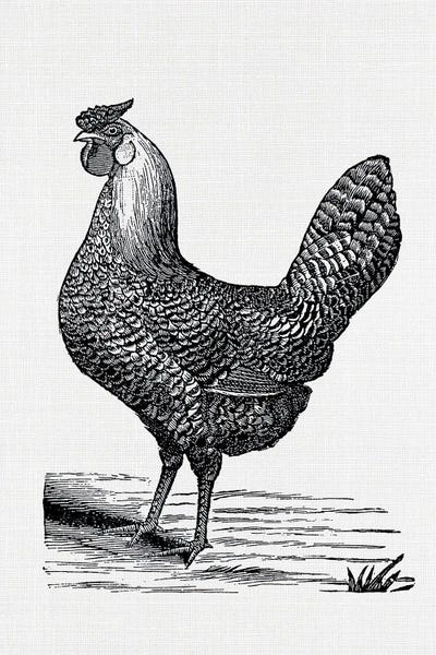 Vintage Hen by Amelie Vintage Co canvas print