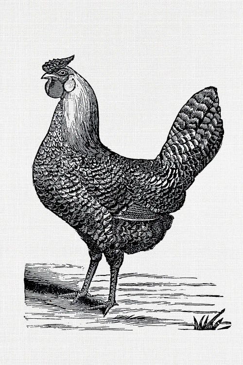 Vintage Hen
