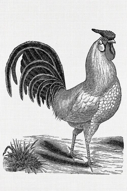 Vintage Rooster