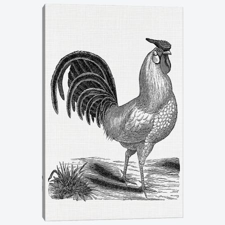 Vintage Rooster Canvas Print #AVN62} by Amelie Vintage Co Canvas Wall Art