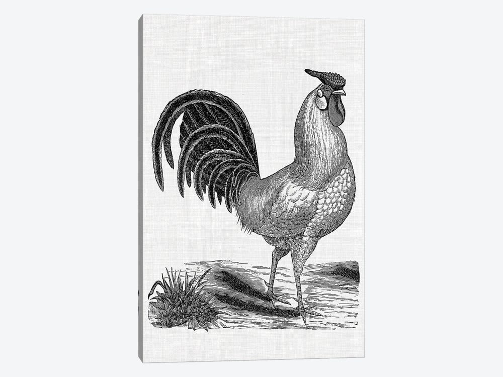 Vintage Rooster by Amelie Vintage Co 1-piece Canvas Print