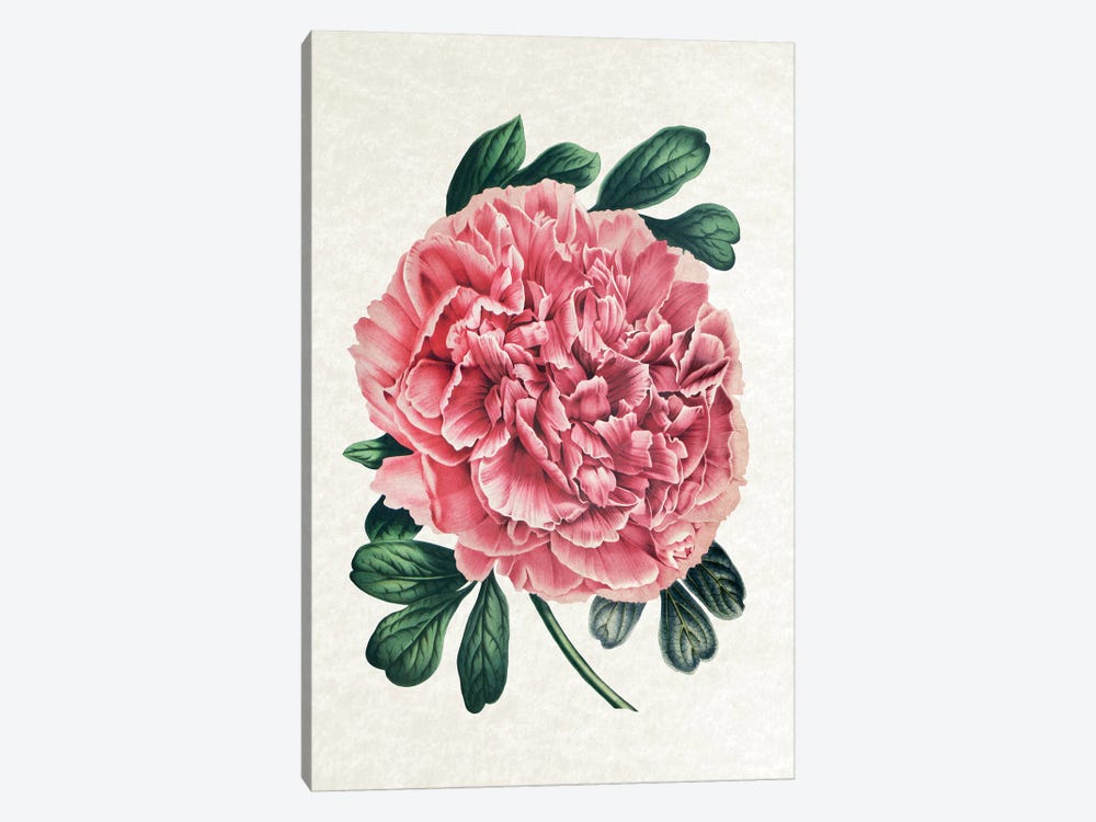 Vintage Peony by Amelie Vintage Co 1-piece Canvas Wall Art