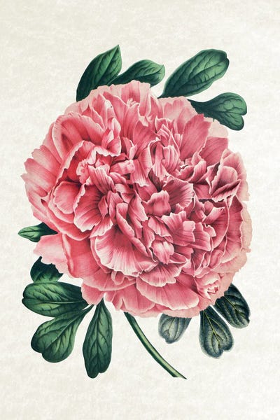 Botanical Illustrations: Vintage Peony by Amelie Vintage Co