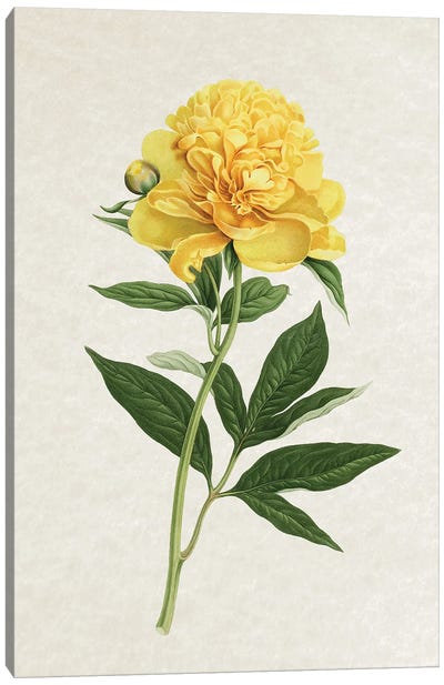 Vintage Yellow Rose Canvas Art Print - Botanical Illustrations