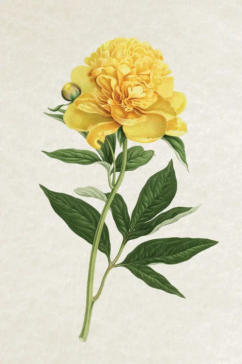 Vintage Yellow Rose by Amelie Vintage Co wall art