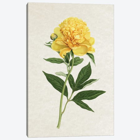 Vintage Yellow Rose Canvas Print #AVN66} by Amelie Vintage Co Art Print
