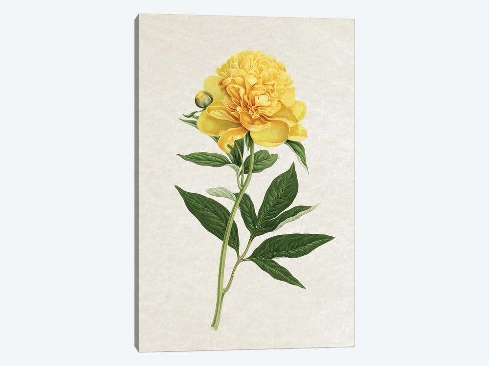 Vintage Yellow Rose by Amelie Vintage Co 1-piece Canvas Art Print