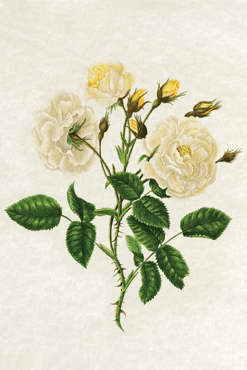 Vintage Yellow Roses by Amelie Vintage Co wall art