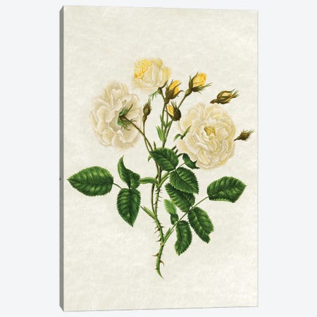Vintage Yellow Roses Canvas Print #AVN67} by Amelie Vintage Co Canvas Print