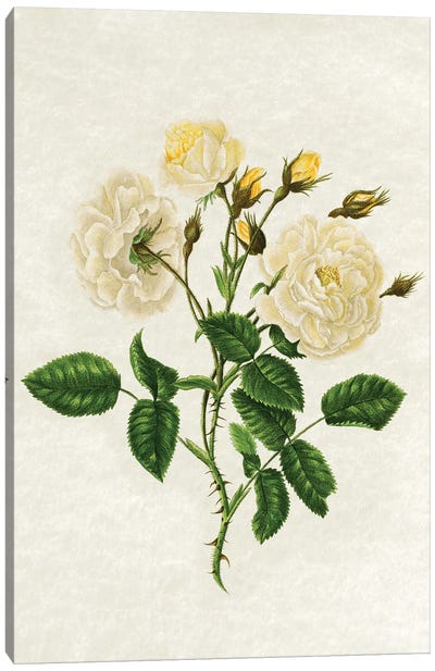 Vintage Yellow Roses Canvas Art Print - Botanical Illustrations