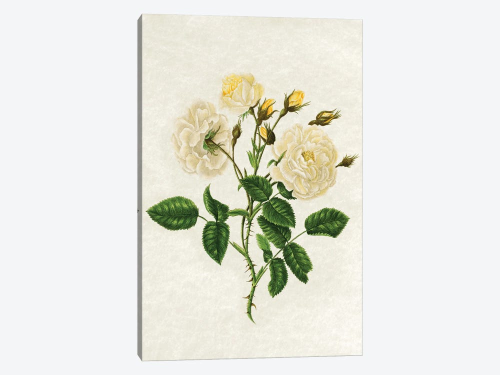 Vintage Yellow Roses by Amelie Vintage Co 1-piece Canvas Artwork
