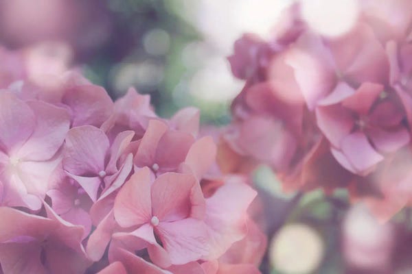 Hydrangeas: Pastel Hydrangeas I by Amelie Vintage Co