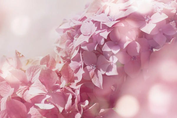 Hydrangeas: Pastel Hydrangeas II by Amelie Vintage Co