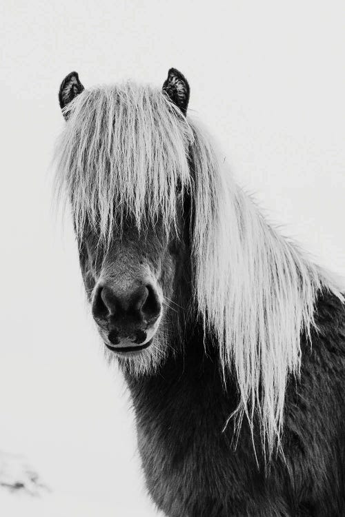 Wild Pony