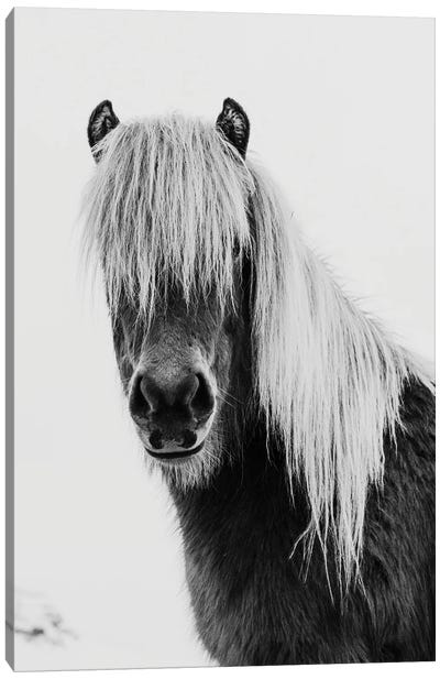 Wild Pony Canvas Art Print - Amelie Vintage Co