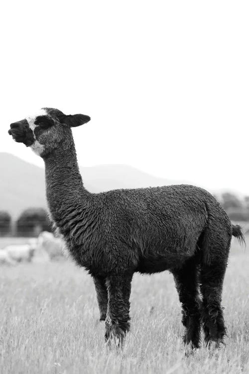 Black And White Alpaca