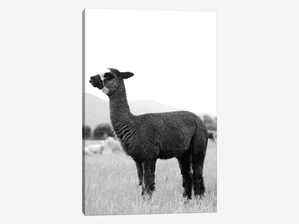 Black And White Alpaca by Amelie Vintage Co 1-piece Canvas Wall Art