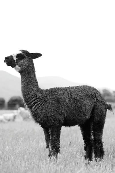 Amelie Vintage Co: Black And White Alpaca by Amelie Vintage Co